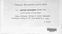 Claviceps purpurea image